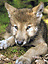 Sagewolf's Avatar